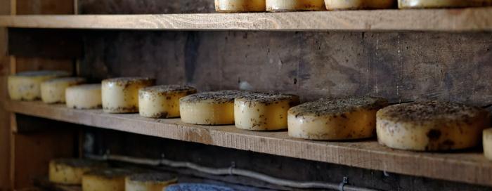 Cheese