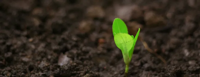 seed