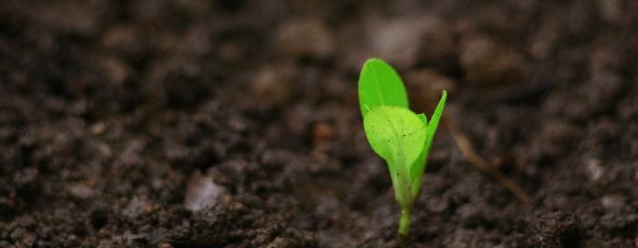 seed