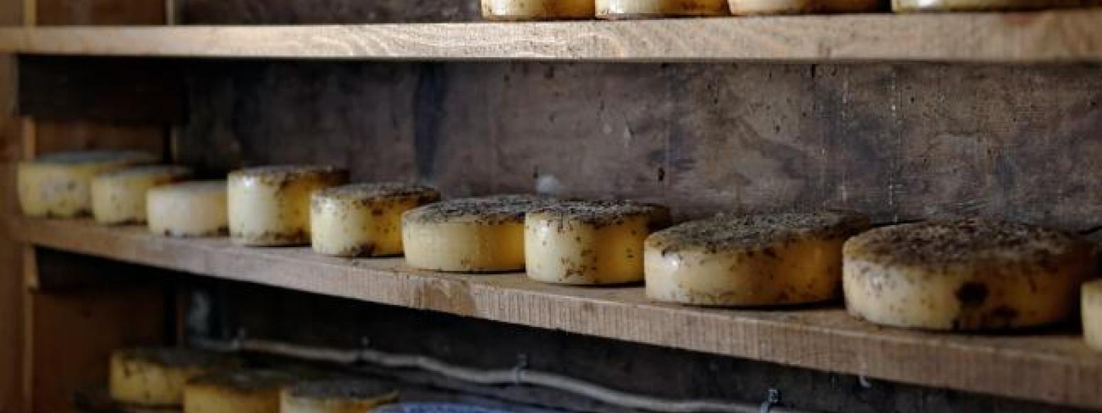 cheese