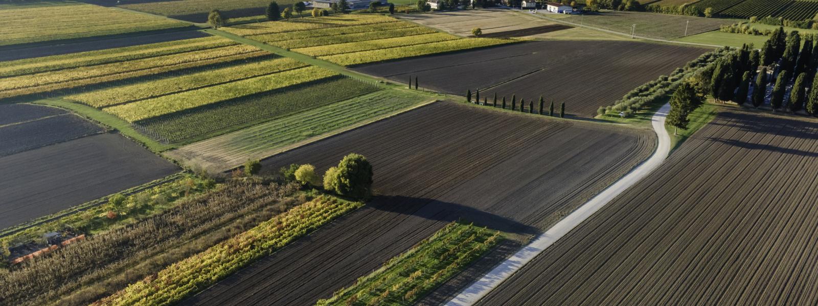 farm
