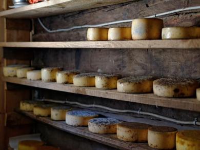 cheese