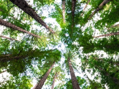 Trees